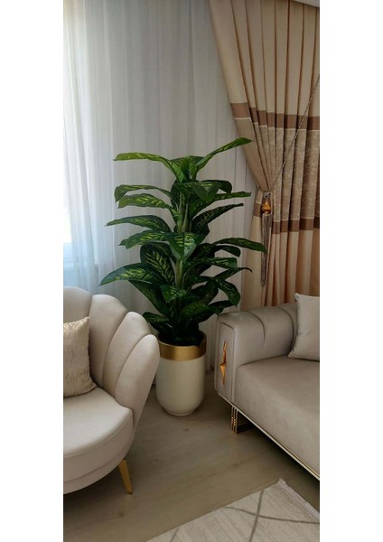 Krem Gold Darbuka Saksıda Difenbahya -180 cm