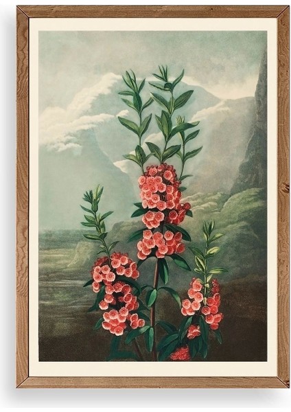 Narrow-Leaved Kalmia Ahşap Çerçeveli Tablo