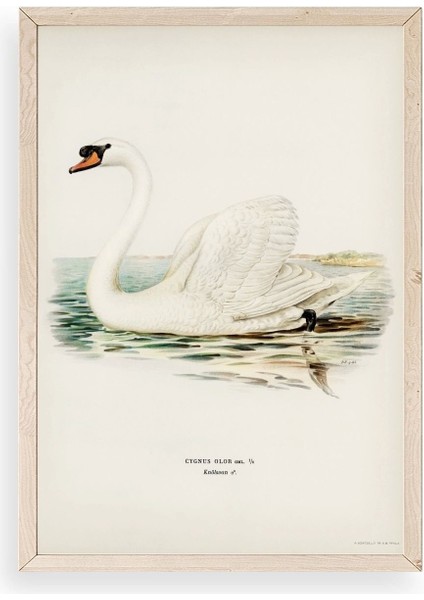 Kuğu Ahşap Çerçeveli Tablo