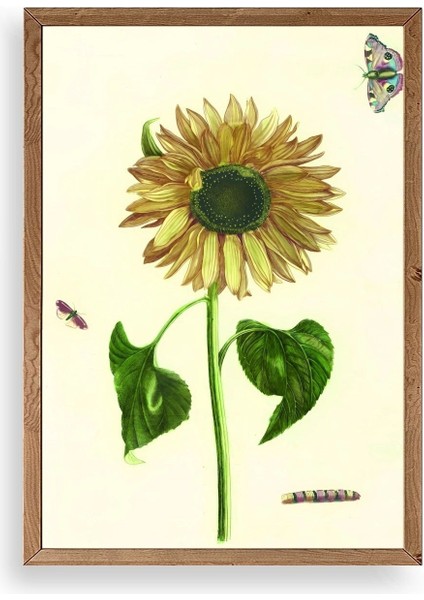 Ayçiçeği Ahşap Çerçeveli Tablo