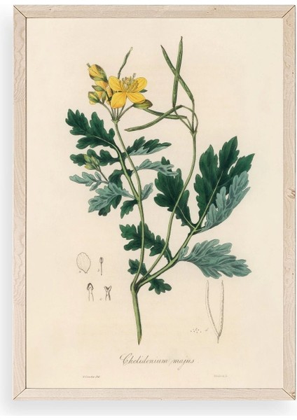 Çiçek Ahşap Çerçeveli Tablo