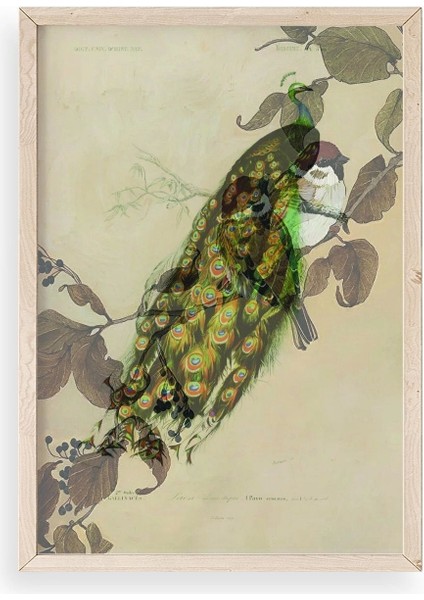 Kuş Ahşap Çerçeveli Tablo