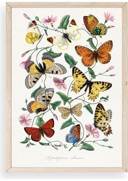 Lepidopteres Diurnes Ahşap Çerçeveli Tablo