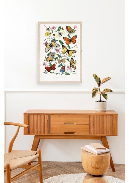 Lepidopteres Diurnes Ahşap Çerçeveli Tablo modelleri