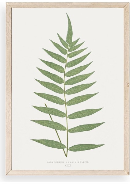 Polypodium Franxinifolium Ahşap Çerçeveli Tablo