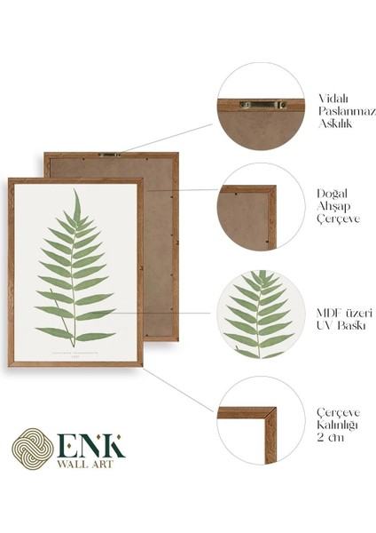 Polypodium Franxinifolium Ahşap Çerçeveli Tablo fırsatları