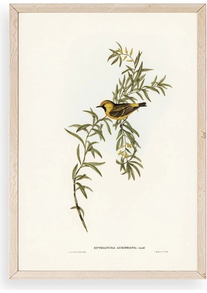 Daldaki Kuş Ahşap Çerçeveli Tablo