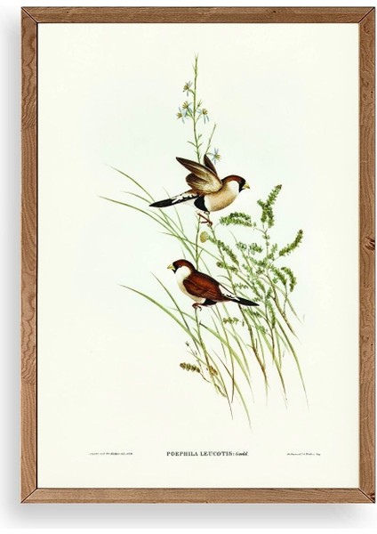 Kuşlar Ahşap Çerçeveli Tablo