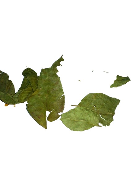 Köri Yaprağı 100 gr