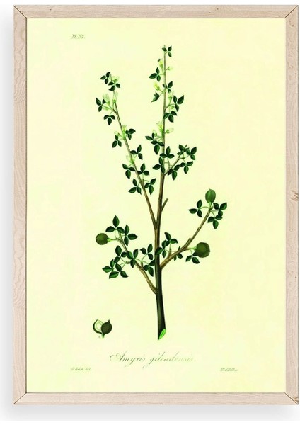 Yapraklar Ahşap Çerçeveli Tablo