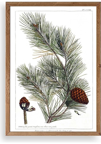 Çam Ahşap Çerçeveli Tablo