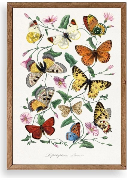 Lepidopteres Diurnes Ahşap Çerçeveli Tablo