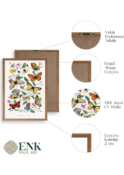 Lepidopteres Diurnes Ahşap Çerçeveli Tablo fırsatları