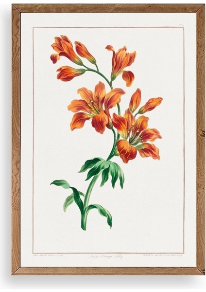 Turuncu Zambak Ahşap Çerçeveli Tablo