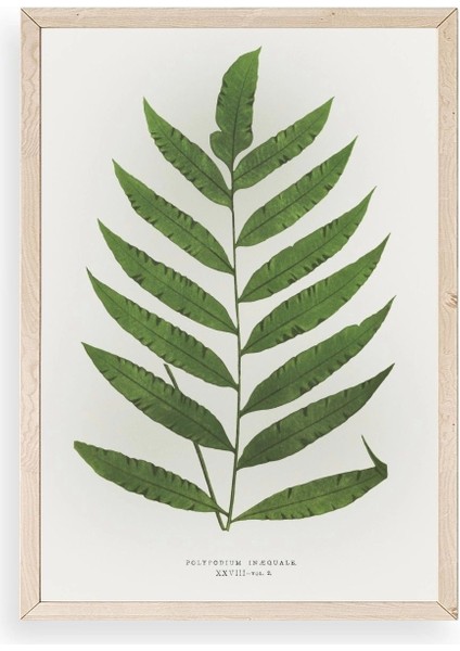 Yaprak Ahşap Çerçeveli Tablo