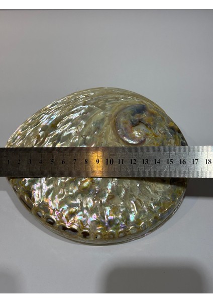 Abalone Large Whitewidov