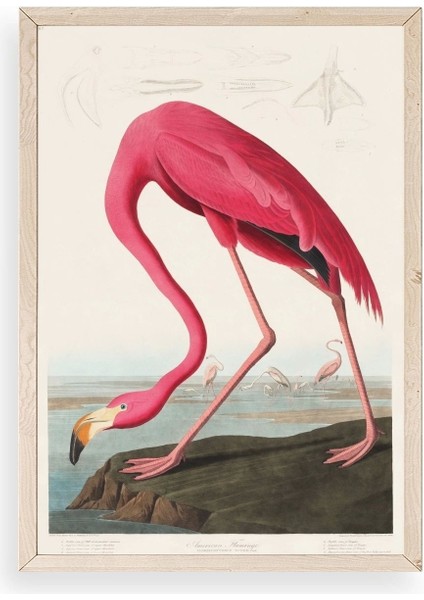 Flamingo Ahşap Çerçeveli Tablo