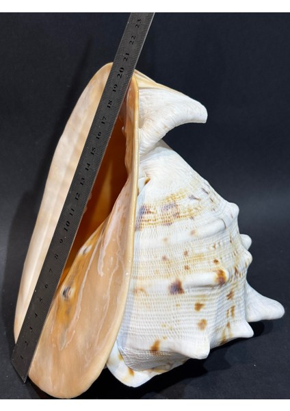 Casıs Kabuk M Boy fiyatları