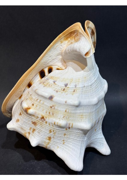 Casıs Kabuk M Boy modelleri