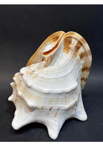 Casıs Kabuk M Boy fırsatları