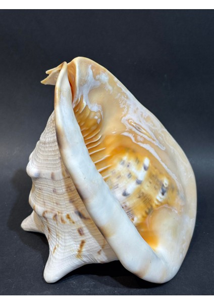 Casıs Kabuk M Boy indirimleri