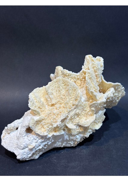 Mercan Koleksiyon Doğaltaş