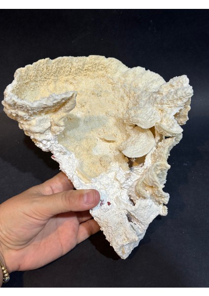 Mercan Koleksiyon Doğaltaş