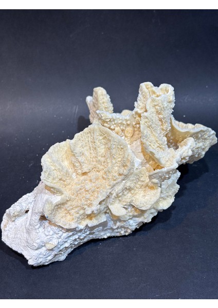 Mercan Koleksiyon Doğaltaş