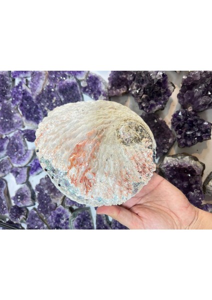 Abalone Filipinler Efsane Kabuk