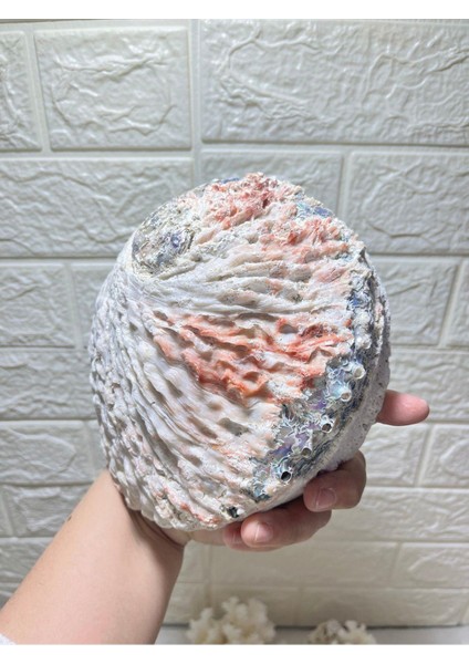 Abalone Filipinler Efsane Kabuk fiyatları