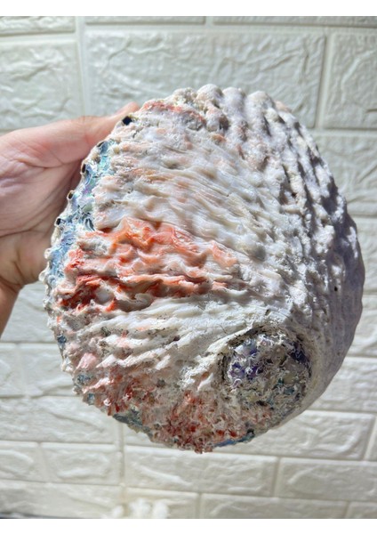 Abalone Filipinler Efsane Kabuk modelleri