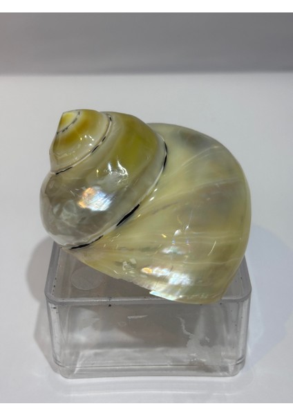 Turbo Burges Sedefli