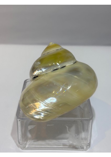 Turbo Burges Sedefli fiyatları