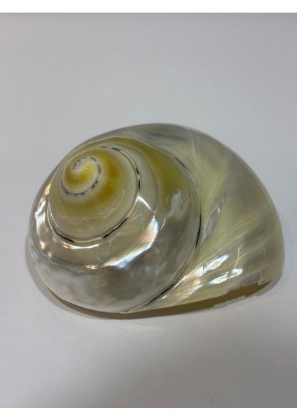 Turbo Burges Sedefli modelleri