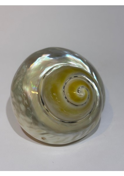 Turbo Burges Sedefli fırsatları