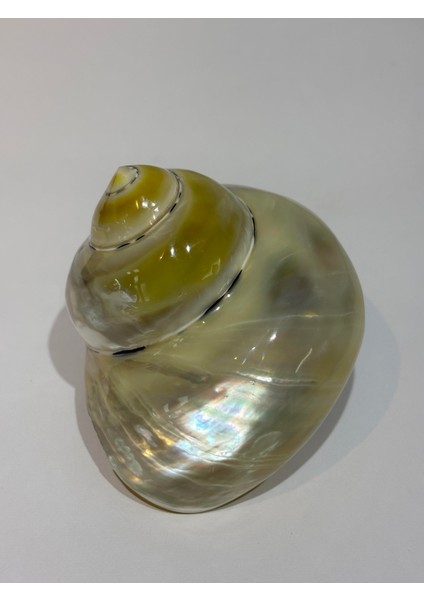 Turbo Burges Sedefli indirimleri