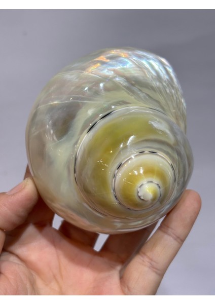 Turbo Burges Sedefli