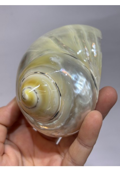 Turbo Burges Sedefli