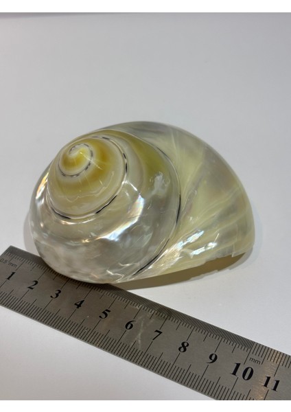 Turbo Burges Sedefli