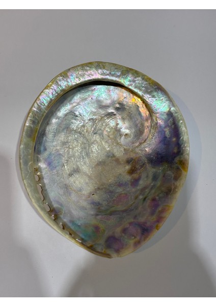 Abalone Large Whitewidov modelleri