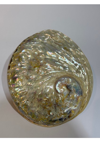 Abalone Large Whitewidov fırsatları