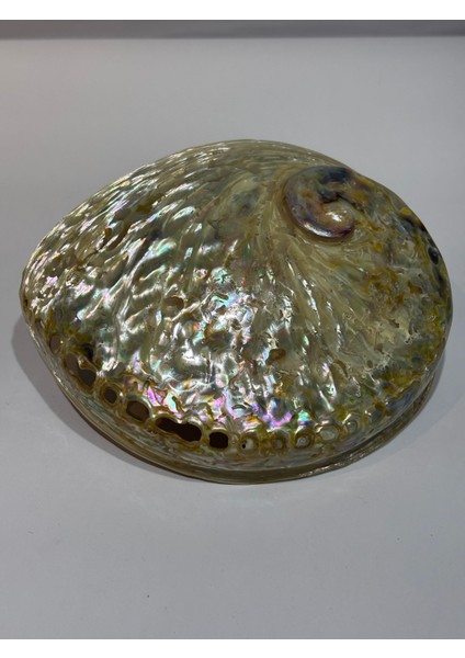 Abalone Large Whitewidov indirimleri