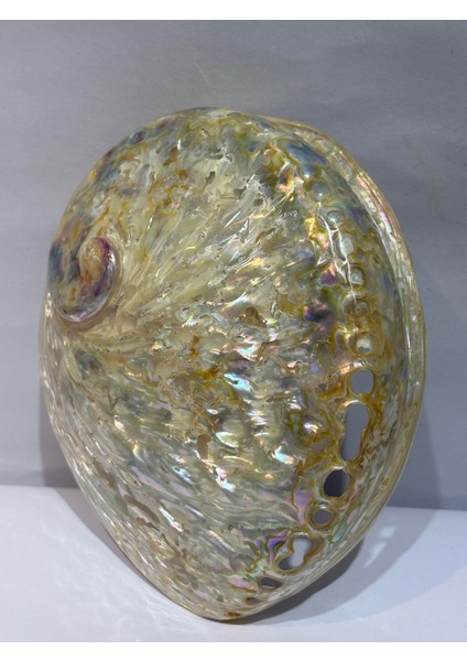 Abalone Large Whitewidov
