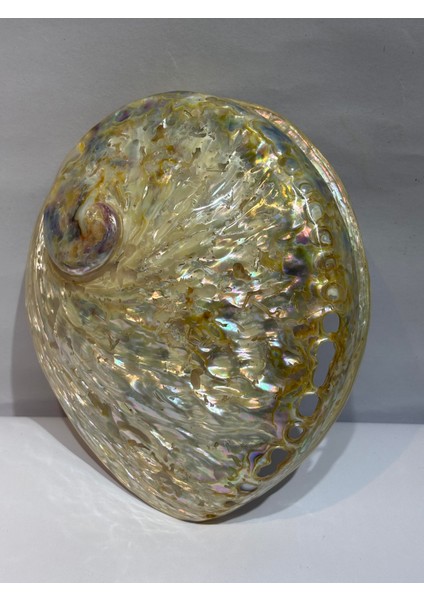 Abalone Large Whitewidov