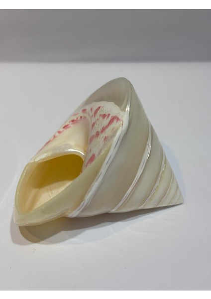 Troca Sedef Kabuk fiyatları