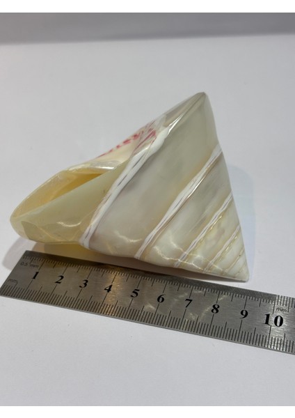 Troca Sedef Kabuk modelleri