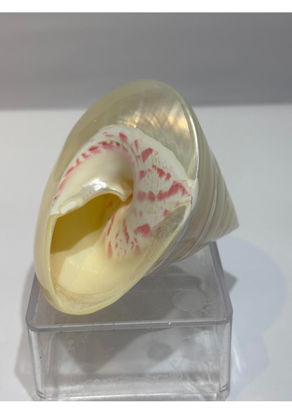 Troca Sedef Kabuk indirimleri