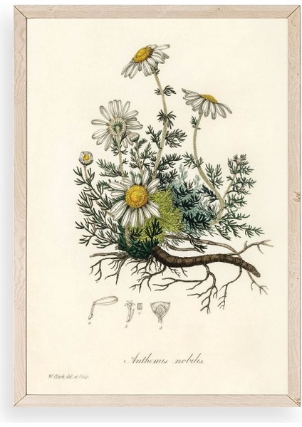 Papatya Ahşap Çerçeveli Tablo