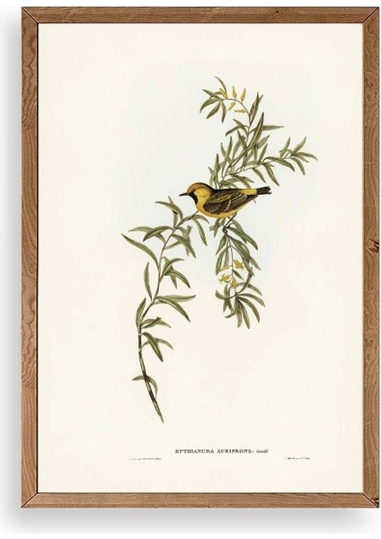 Daldaki Kuş Ahşap Çerçeveli Tablo