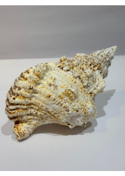 Bursa Bubo Kabuk fiyatları